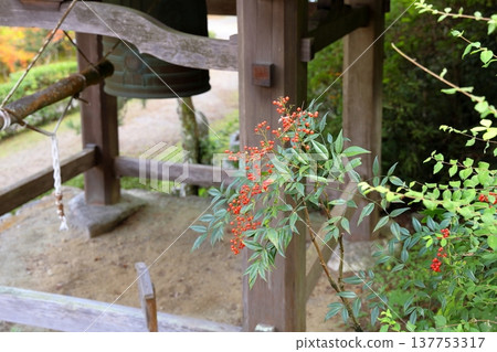 Nandina berries changing color Nandina berries changing color 137753317