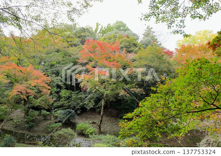 日本楓樹的紅葉 秋葉 日本楓樹的紅葉 秋葉 137753324