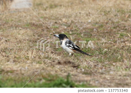 黑喉伯勞在公園草坪上覓食。 黑喉伯勞在公園草坪上覓食。 137753340