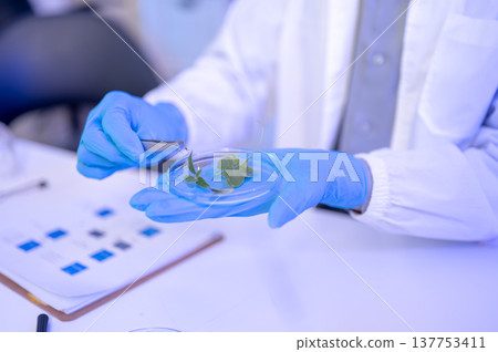 Close up of scientist researcher's hands holding forceps over sample plant on petri dish in lab room 137753411