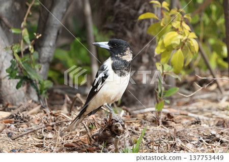 Black-throated Shrike descends to the ground to search for food. 137753449
