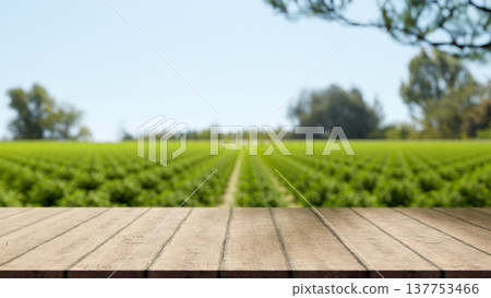 Empty wooden crate table bench across green field of vegetable in outdoor natural farm with sunlight Empty wooden crate table bench across green field of vegetable in outdoor natural farm with sunlight 137753466