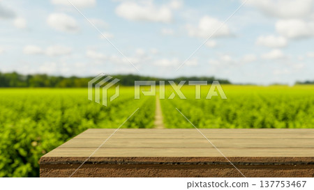 Empty wooden table bench across green field of vegetable plant in outdoor natural farm with sunlight Empty wooden table bench across green field of vegetable plant in outdoor natural farm with sunlight 137753467
