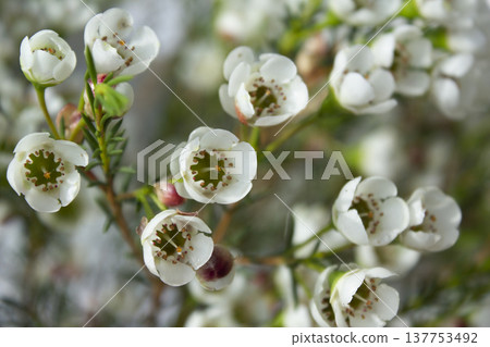 Wax flower with white background and white flowers Wax flower with white background and white flowers 137753492