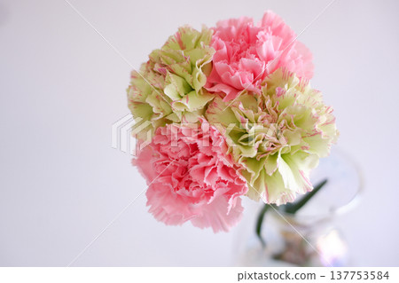 花瓶裡的一束康乃馨 花瓶裡的一束康乃馨 137753584