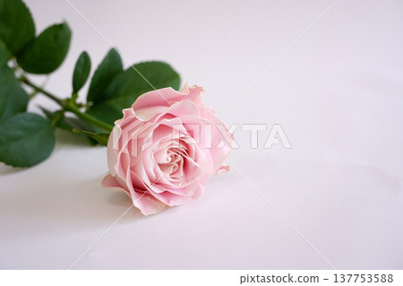 Close-up of a pink rose Close-up of a pink rose 137753588