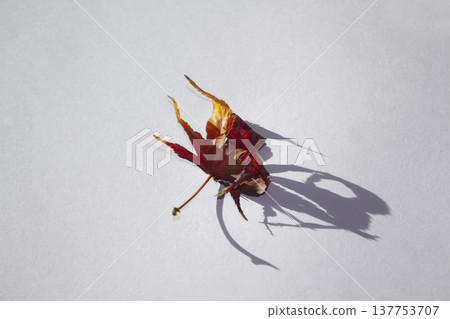 It is a red maple leaf placed on a white background. 137753707