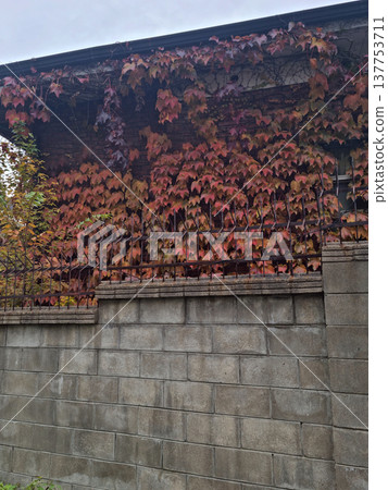 brick, ivy, leaf 137753711