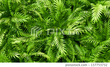 Top view close up of lush bush green leaves palm tree plants in tropical forest. Nature Background. 137753732