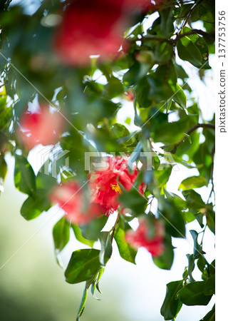 A beautiful single flower amongst the fully bloomed camellias bathed in sunlight. A beautiful single flower amongst the fully bloomed camellias bathed in sunlight. 137753756