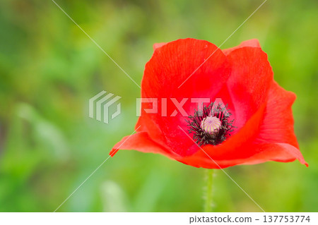 Red Poppy Flower 137753774