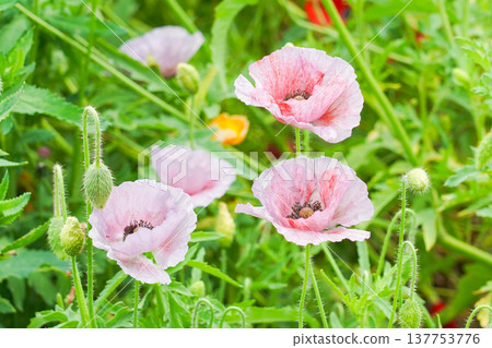 Chalet poppy Chalet poppy 137753776