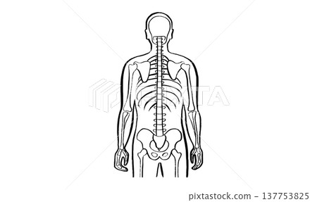 Skeleton adult man Skeleton adult man 137753825