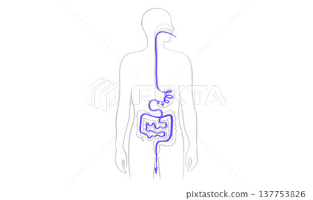 Digestive system diagram Digestive system diagram 137753826