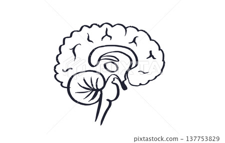 Human brain structure 137753829