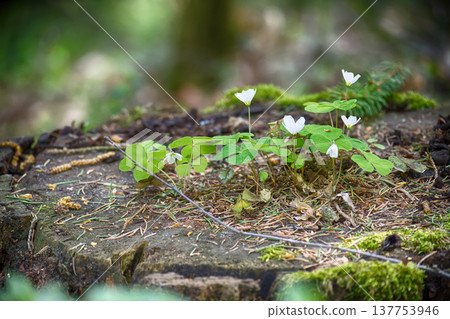 Delicate white wood sorrel flowers blooming in a lush forest environment. 137753946
