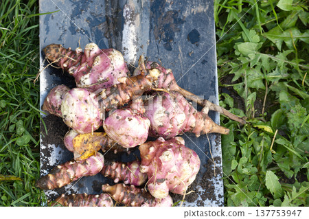 Freshly dug Jerusalem artichoke sunchokes on shovel Freshly dug Jerusalem artichoke sunchokes on shovel 137753947