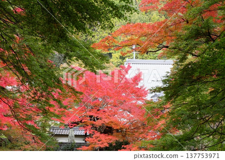 日本楓樹的紅葉 秋葉 日本楓樹的紅葉 秋葉 137753971