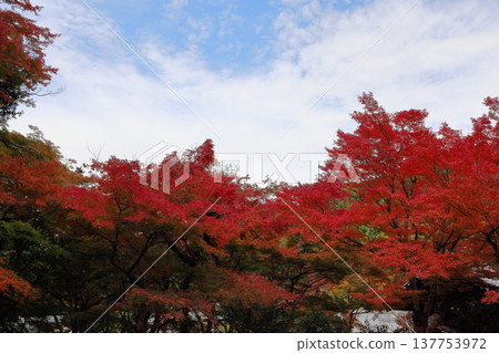 日本楓樹的紅葉 秋葉 日本楓樹的紅葉 秋葉 137753972