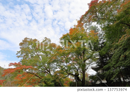 Maple leaves changing color, maple trees in the evening light 137753974