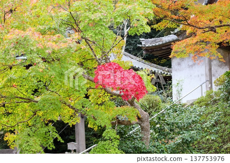日本楓樹的紅葉 秋葉 137753976
