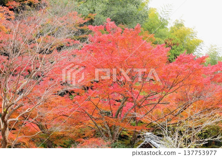 日本楓樹的紅葉 秋葉 日本楓樹的紅葉 秋葉 137753977