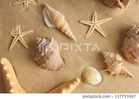 Seashells and starfish scattered on fine sand at the beach Seashells and starfish scattered on fine sand at the beach 137753987