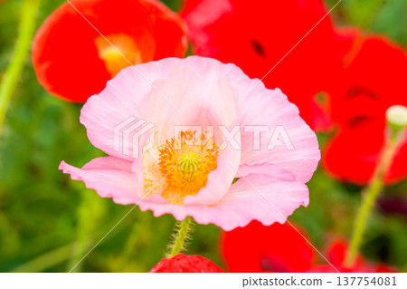 Pink Poppies Pink Poppies 137754081