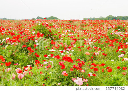 A vast field of poppies stretching as far as the eye can see. A vast field of poppies stretching as far as the eye can see. 137754082