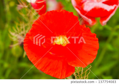 Bright red poppy 137754083