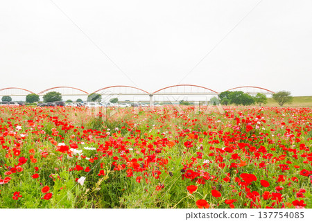 Poppy field and Arakawa Aqueduct Bridge 137754085