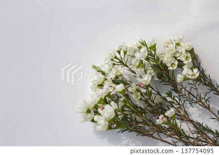 Wax flower with white background and white flowers Wax flower with white background and white flowers 137754095
