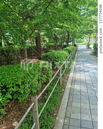 tree, garden, park 137754096