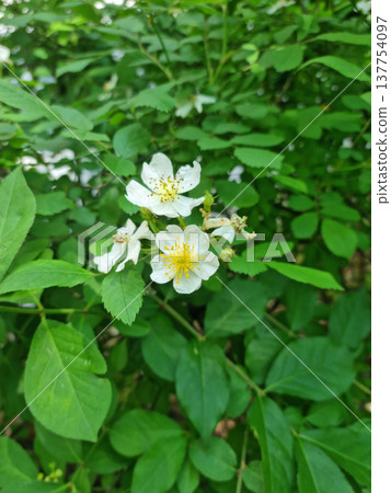 flower, plant, blossom 137754097