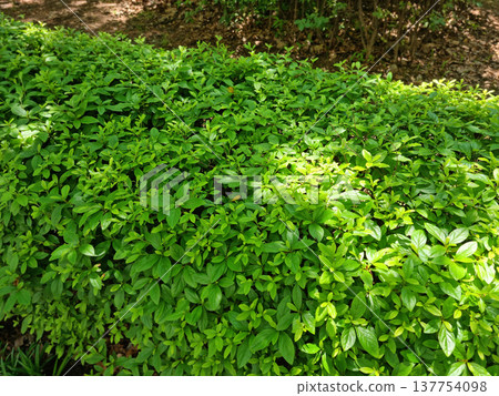 These are azalea leaves in summer. These are azalea leaves in summer. 137754098