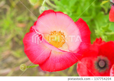 Vivid Poppy Vivid Poppy 137754204