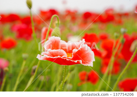 Red and white poppies and a flower field Red and white poppies and a flower field 137754206