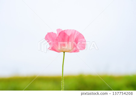 One pink poppy One pink poppy 137754208