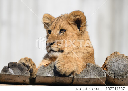 Lion cub on the balcony 137754237