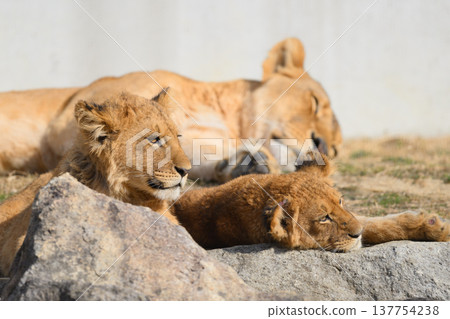 A sleeping mother and her lion cubs A sleeping mother and her lion cubs 137754238