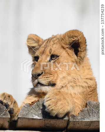 Lion cub on the balcony Lion cub on the balcony 137754239