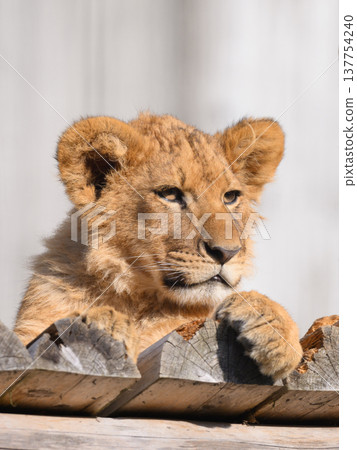 Lion cub on the balcony Lion cub on the balcony 137754240