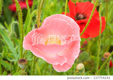 Pink and white poppy Pink and white poppy 137754242