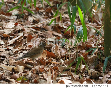 森林裡出現了一隻白腹鶇。 森林裡出現了一隻白腹鶇。 137754351