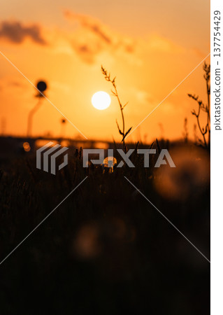 夕陽西下，天空飄落，蒲公英的絨毛飄散。 137754429