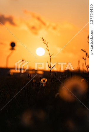 夕陽西下，天空飄落，蒲公英的絨毛飄散。 137754430