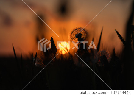 夕陽西下,天空飄落,蒲公英的絨毛飄散。 夕陽西下,天空飄落,蒲公英的絨毛飄散。 137754444