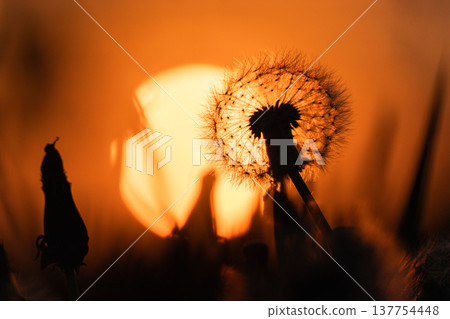 Sunset sky and dandelion fluff 137754448
