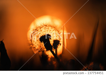 夕陽西下,天空飄落,蒲公英的絨毛飄散。 夕陽西下,天空飄落,蒲公英的絨毛飄散。 137754451