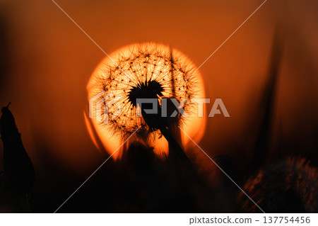 夕陽西下，天空飄落，蒲公英的絨毛飄散。 137754456